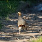 Ein Roadrunner