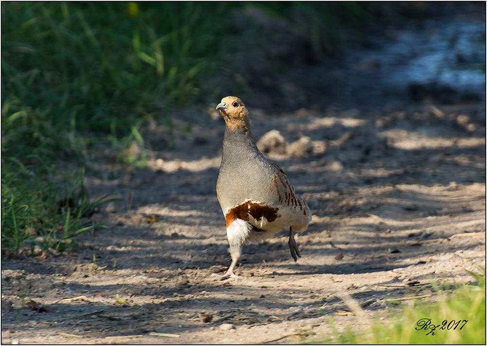 Ein Roadrunner