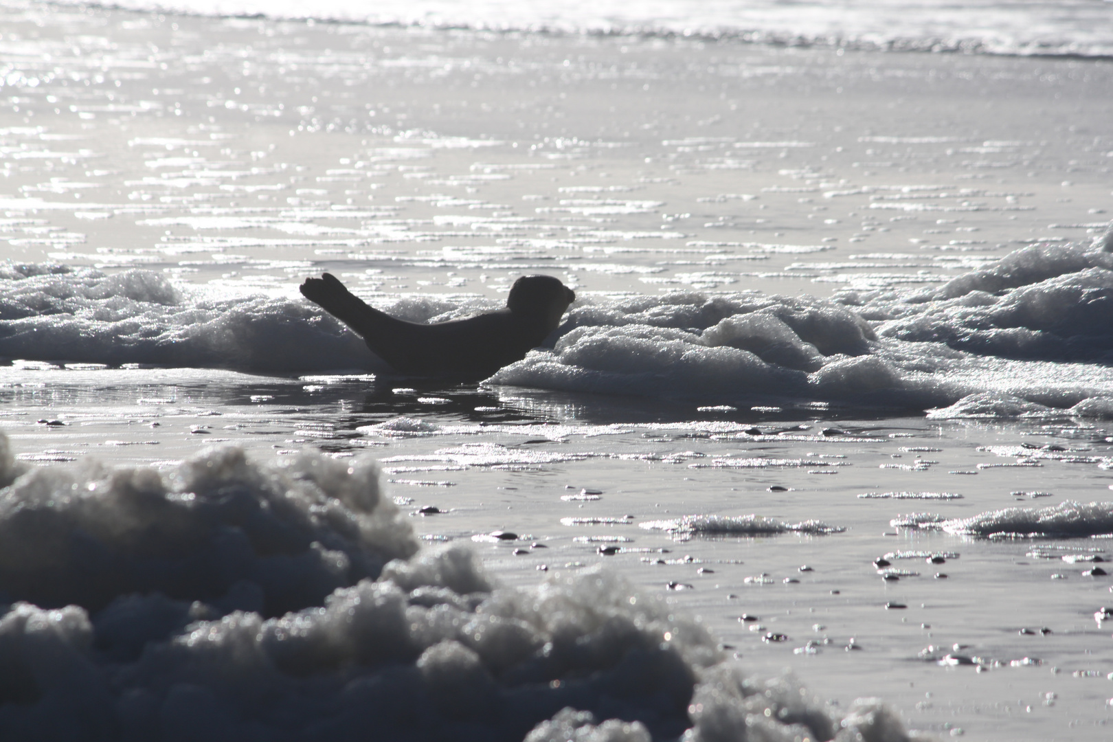 Ein Robbenbaby am Strand