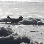 Ein Robbenbaby am Strand