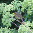 Ein "Robin" in Südendland