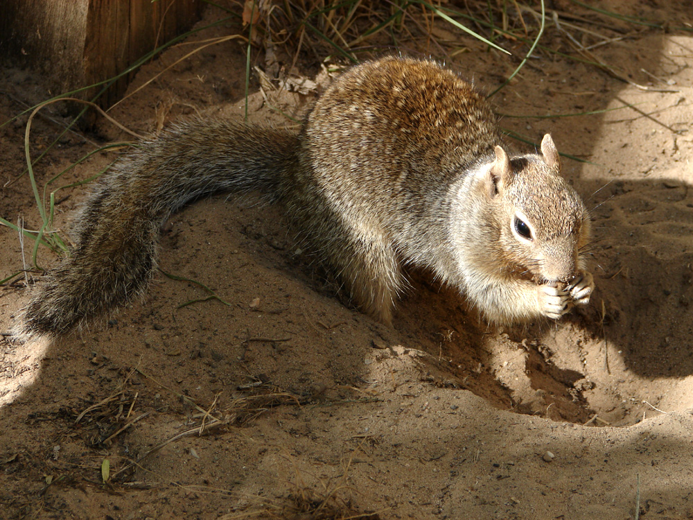 Ein Rock Squirrel im Yosemite Nationalpark