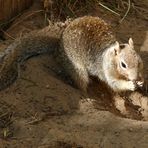 Ein Rock Squirrel im Yosemite Nationalpark