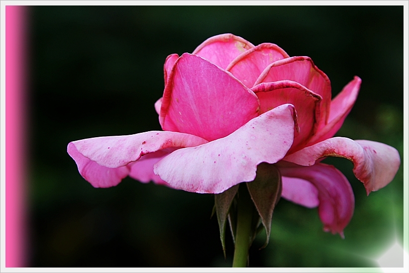 EIN RÖSLEIN STEHT IM GARTEN