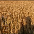 ein Roggen-Selfie