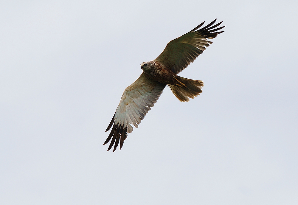 Ein Rohrweihenmännchen im Vorbeiflug