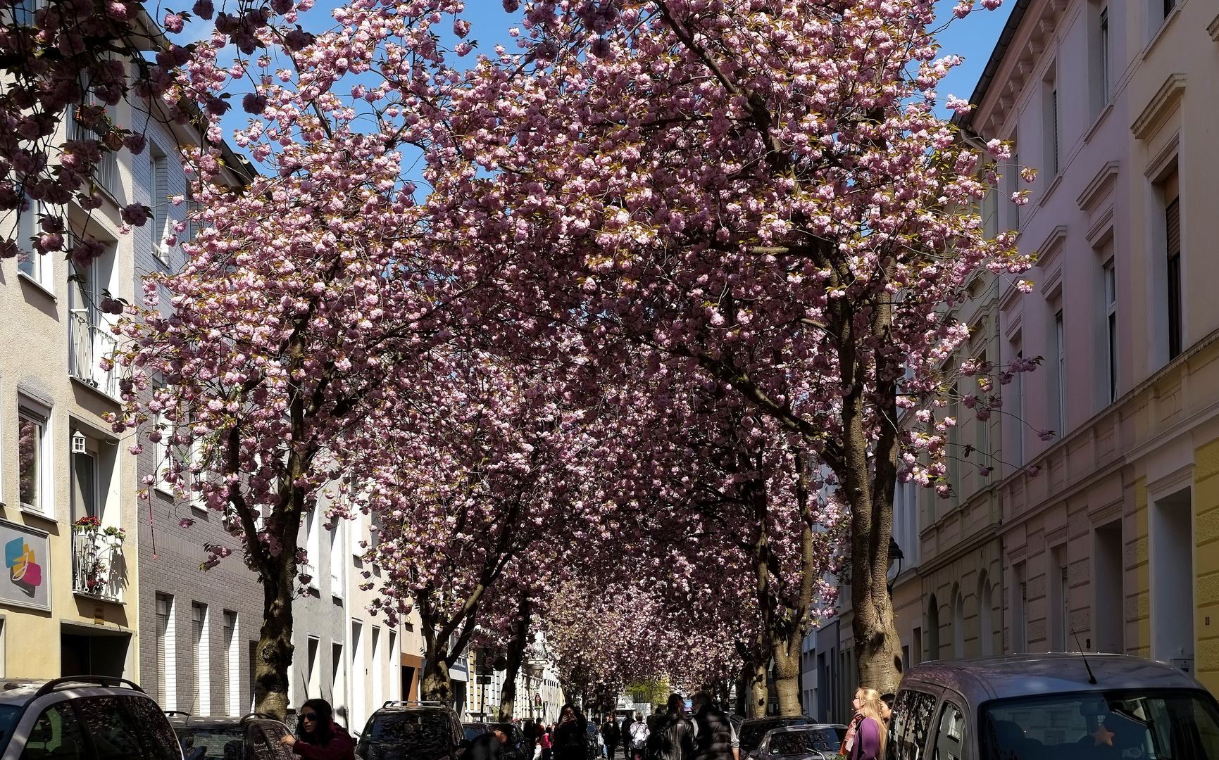 ein rosa Baldachin