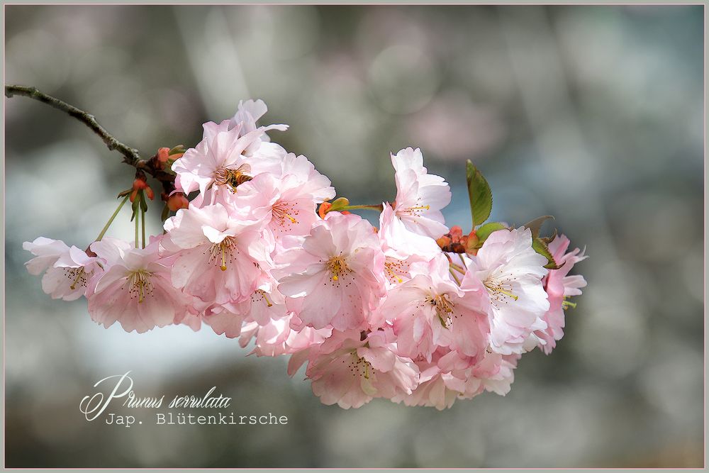 EIN ROSA BLÜTENRAUSCH