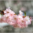 EIN ROSA BLÜTENRAUSCH