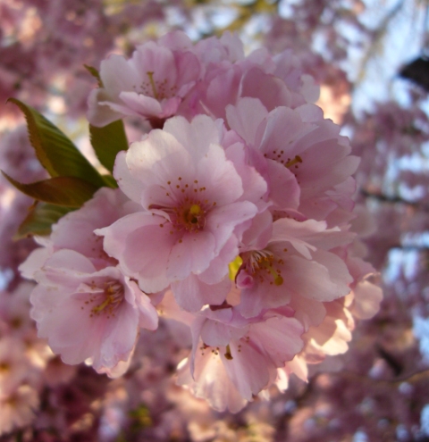 ein rosa Blütentraum