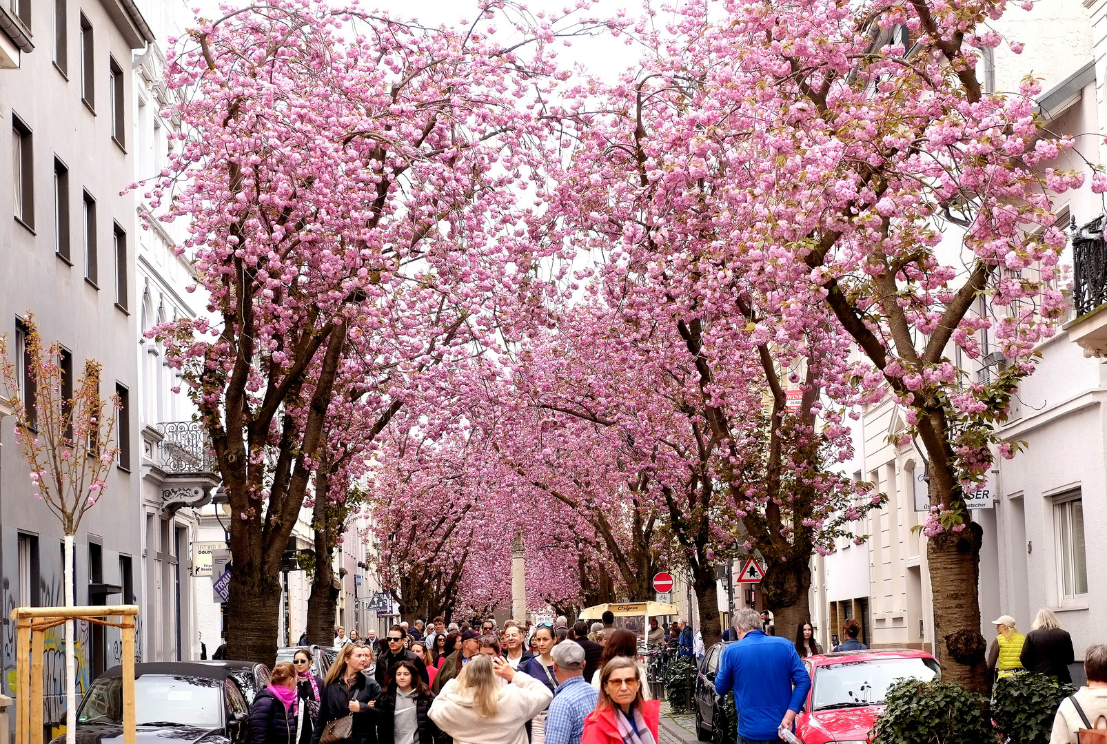 ein rosa Blütentunnel