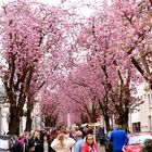 ein rosa Blütentunnel