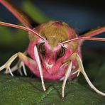 Ein rosa Büffel