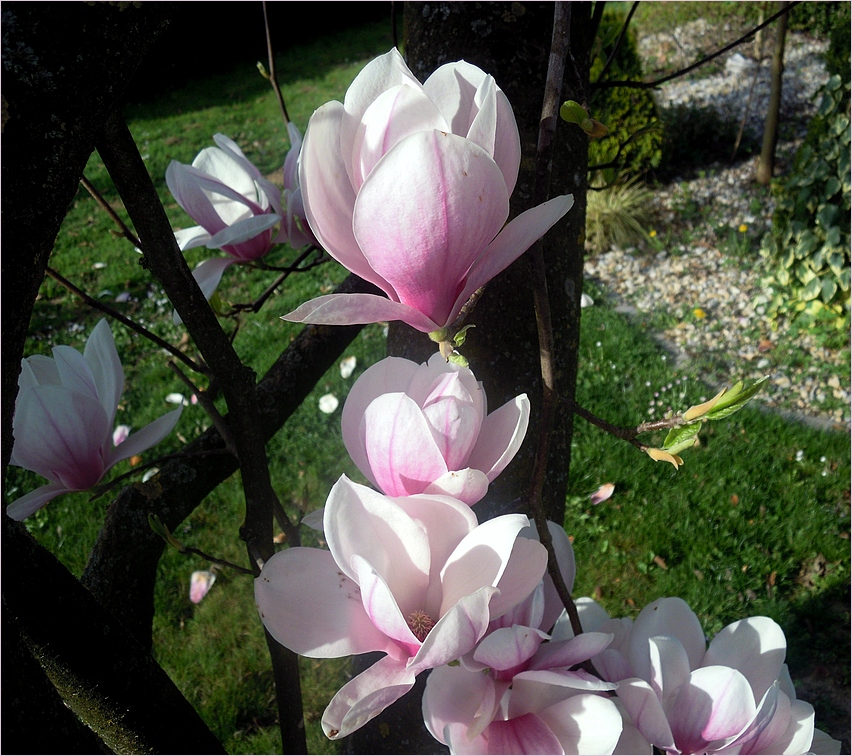 Ein rosa Frühlingstraum !