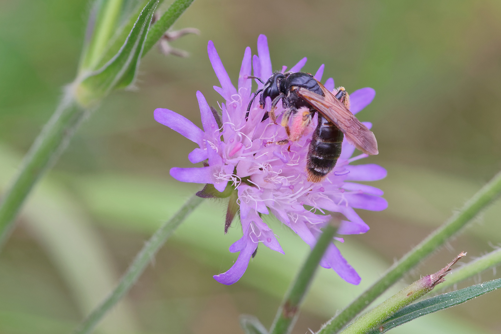 Ein rosa Höschen! Eideidei