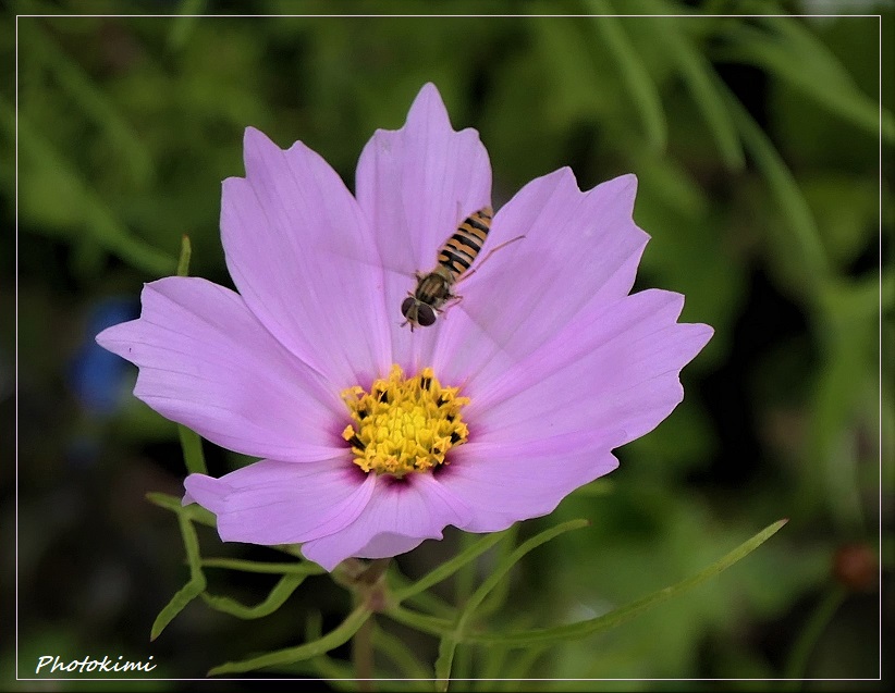 Ein rosa Kosmos für die Schwebfliege 