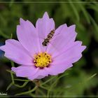 Ein rosa Kosmos für die Schwebfliege 