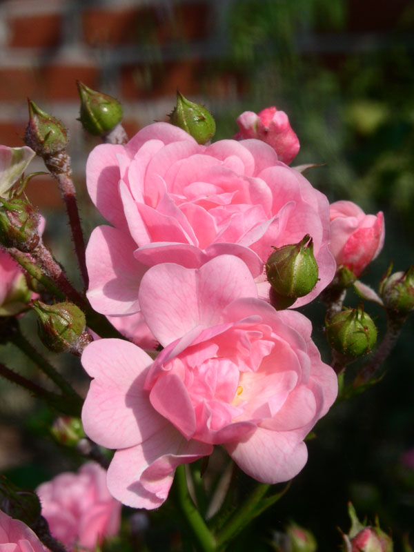 Ein rosa Leuchten