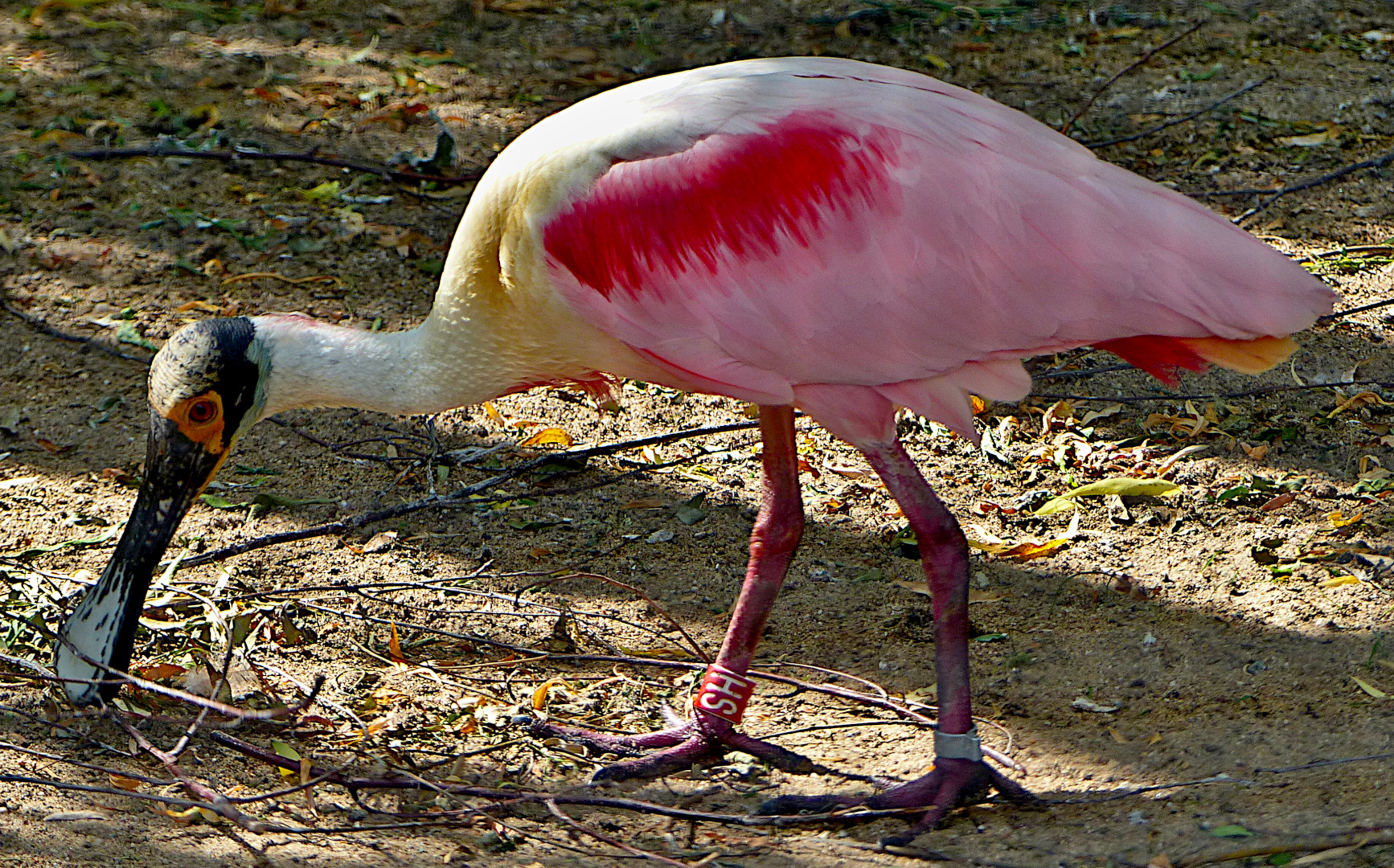 Ein Rosa Löffler