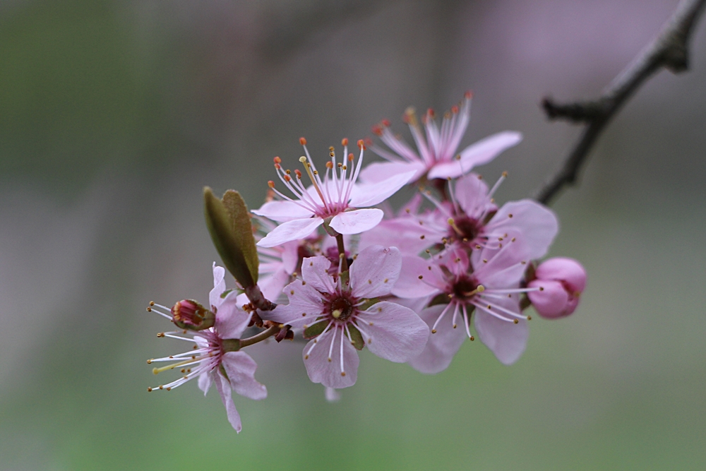 Ein rosa Mädchentraum