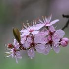 Ein rosa Mädchentraum