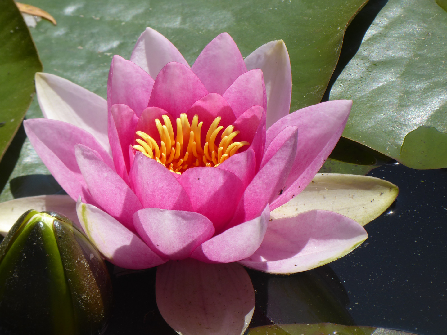 ein rosa Mittwochsblümchen