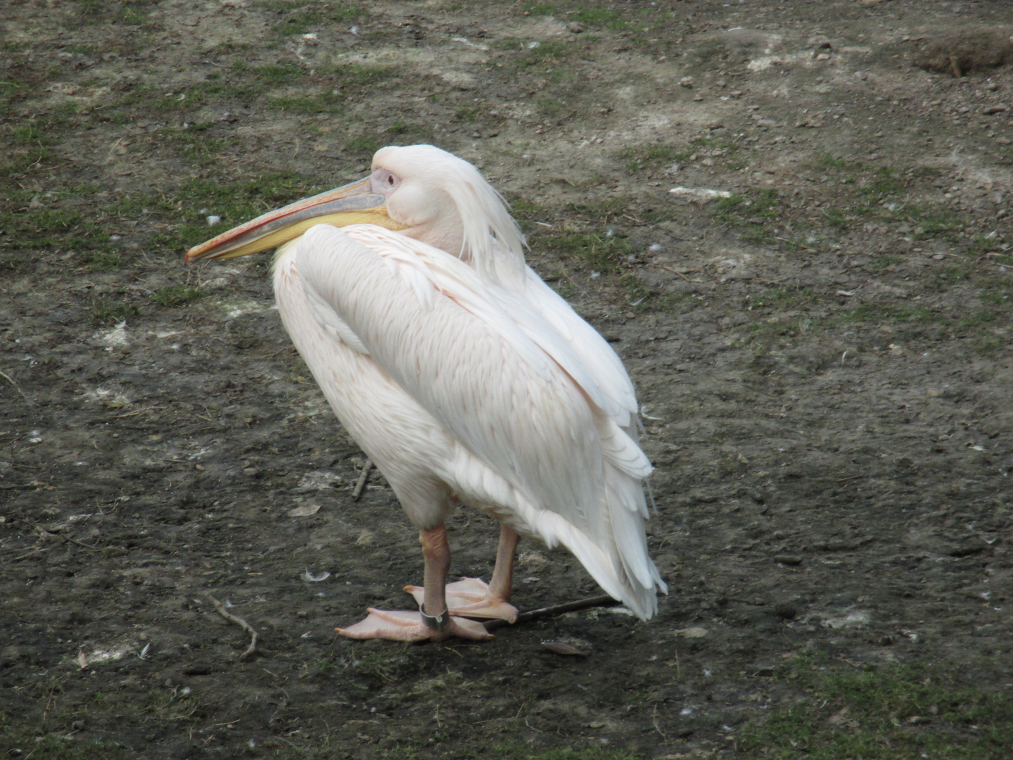 Ein Rosa Pelikan im Kölner Zoo