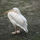 Ein Rosa Pelikan im Kölner Zoo