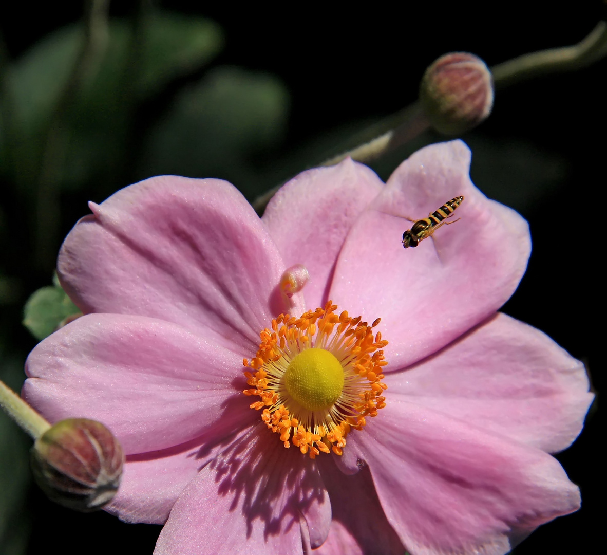 "ein rosa plümelein mit persönlischer widmung"