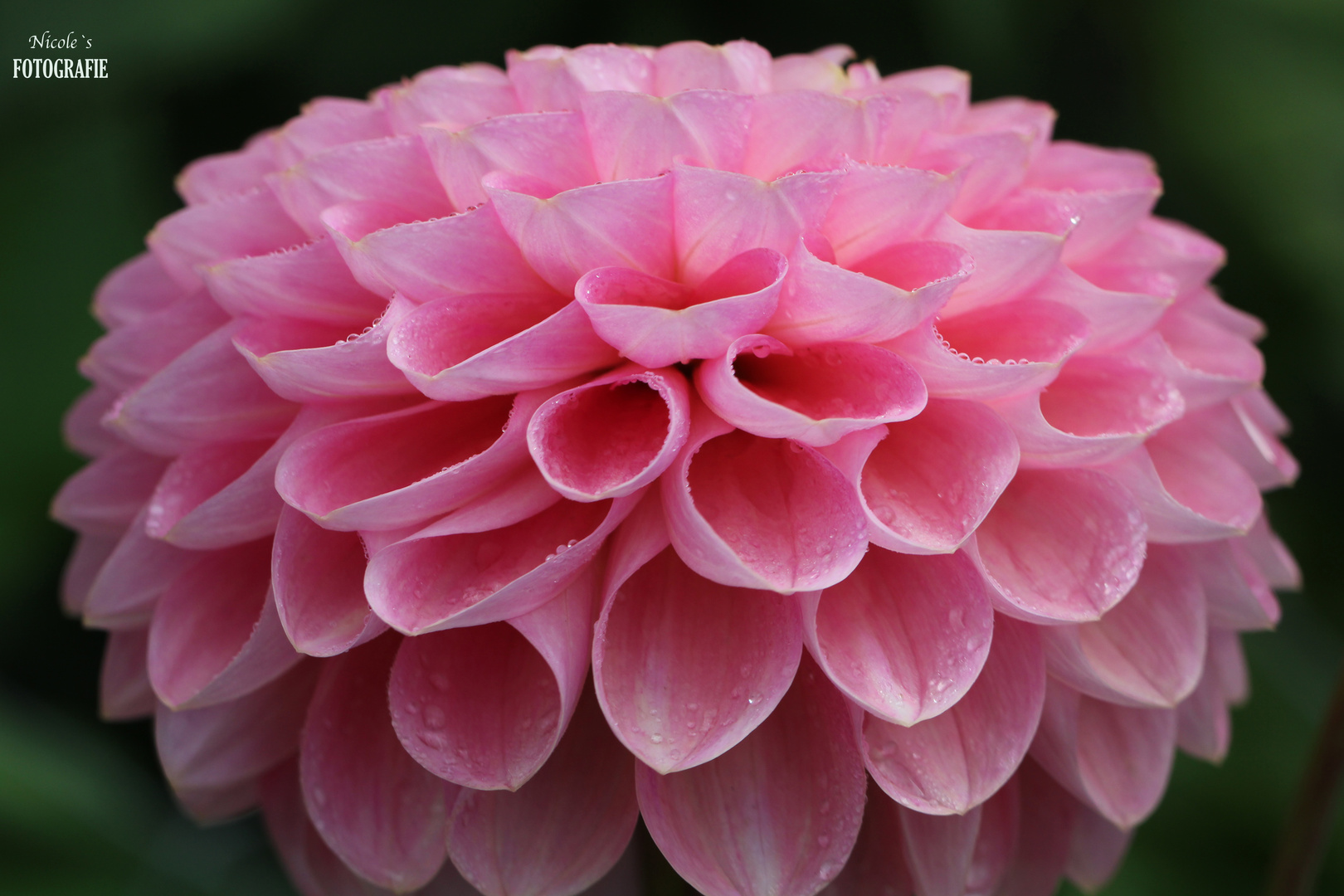 Ein rosa Querschnitt als Donnerstagsblümchen