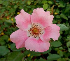 Ein rosa Röschen fürs Wochenende...