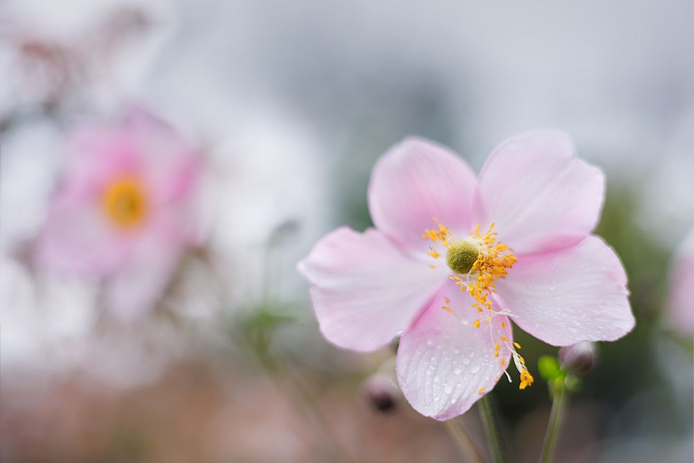 Ein rosa Träumchen