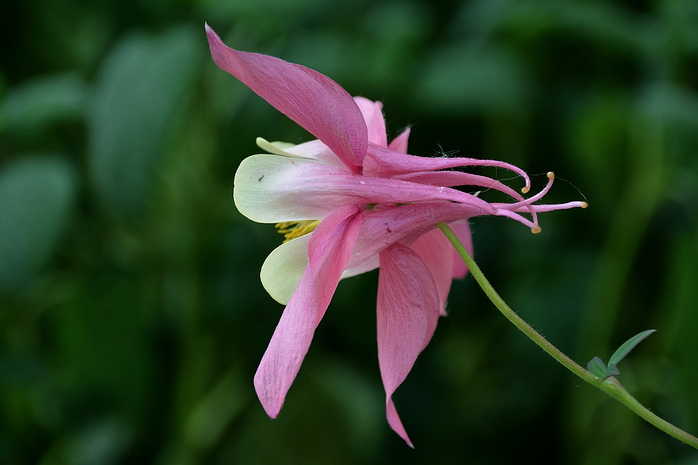 Ein rosa Traum...