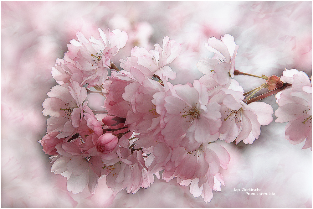 EIN ROSA TRAUM