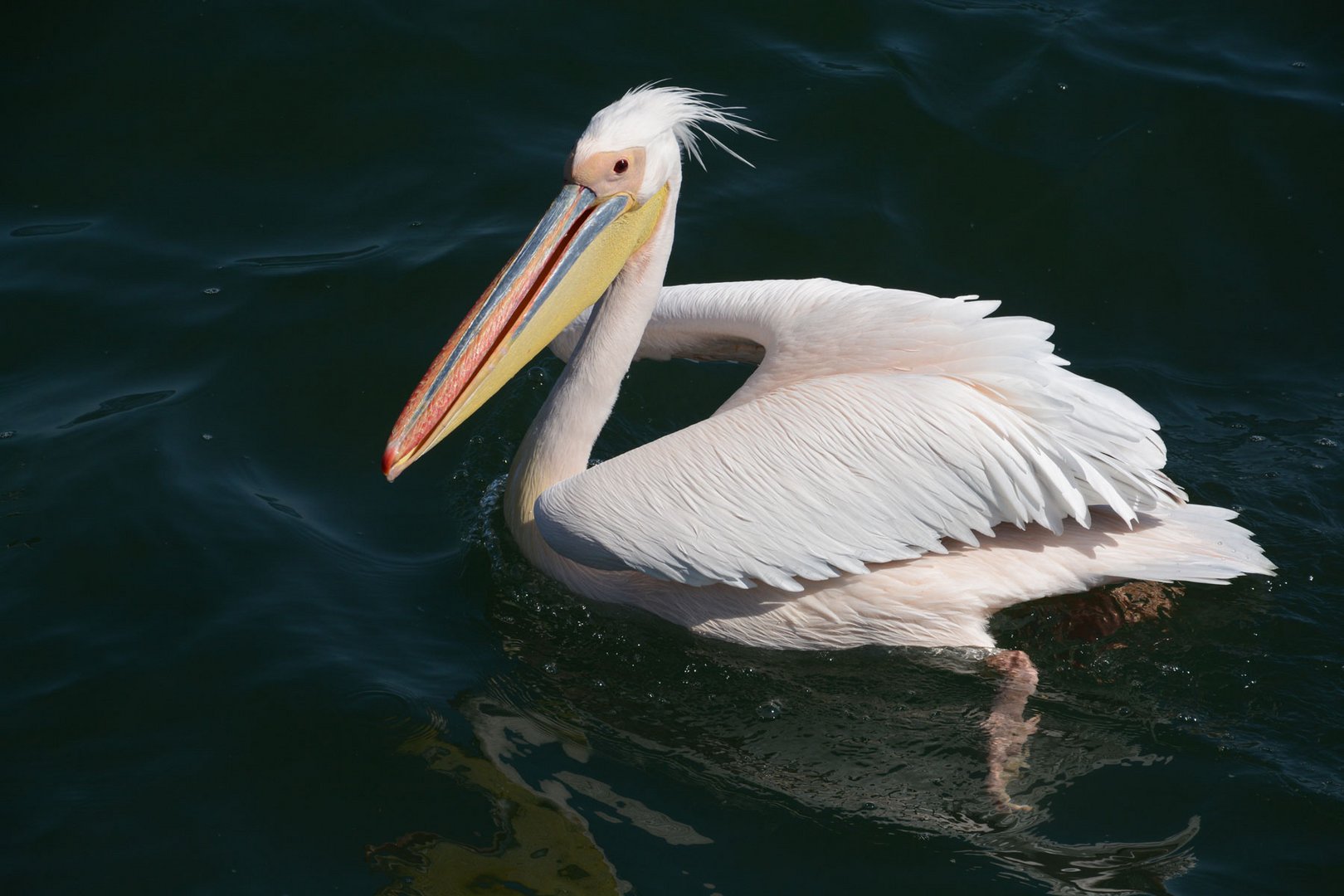 Ein Rosapelikan in der Walvisbay