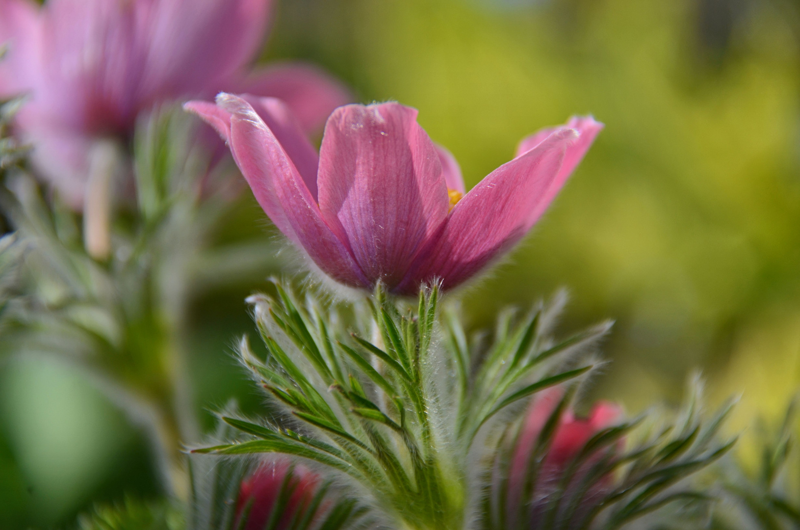 ein rosè Traum