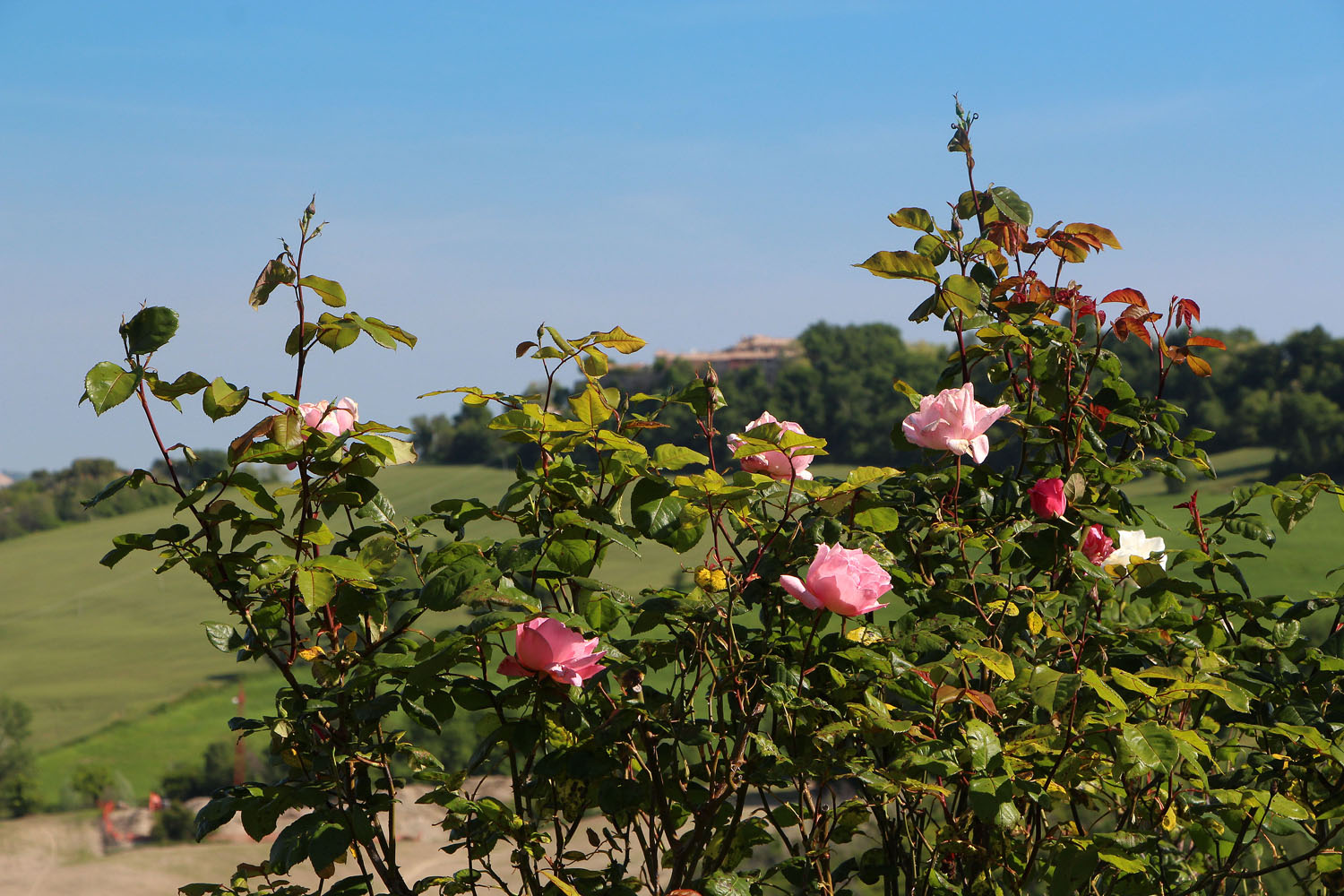 ein Rosen-Blick