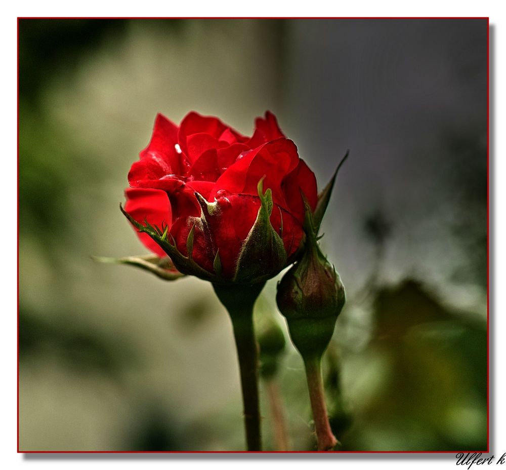 Ein Rosen-Gruß zum Wochenende.