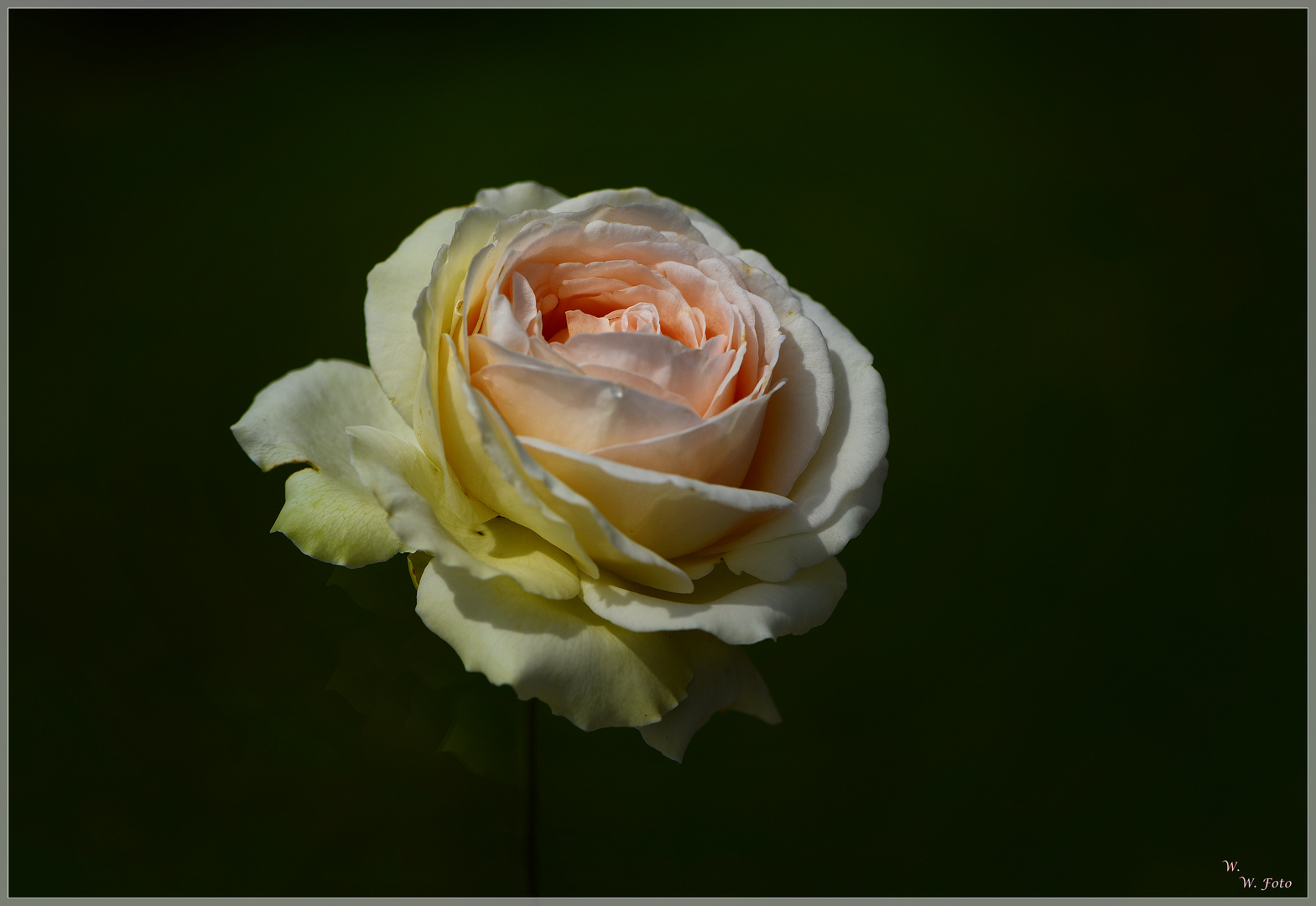 Ein Rosengeschenk