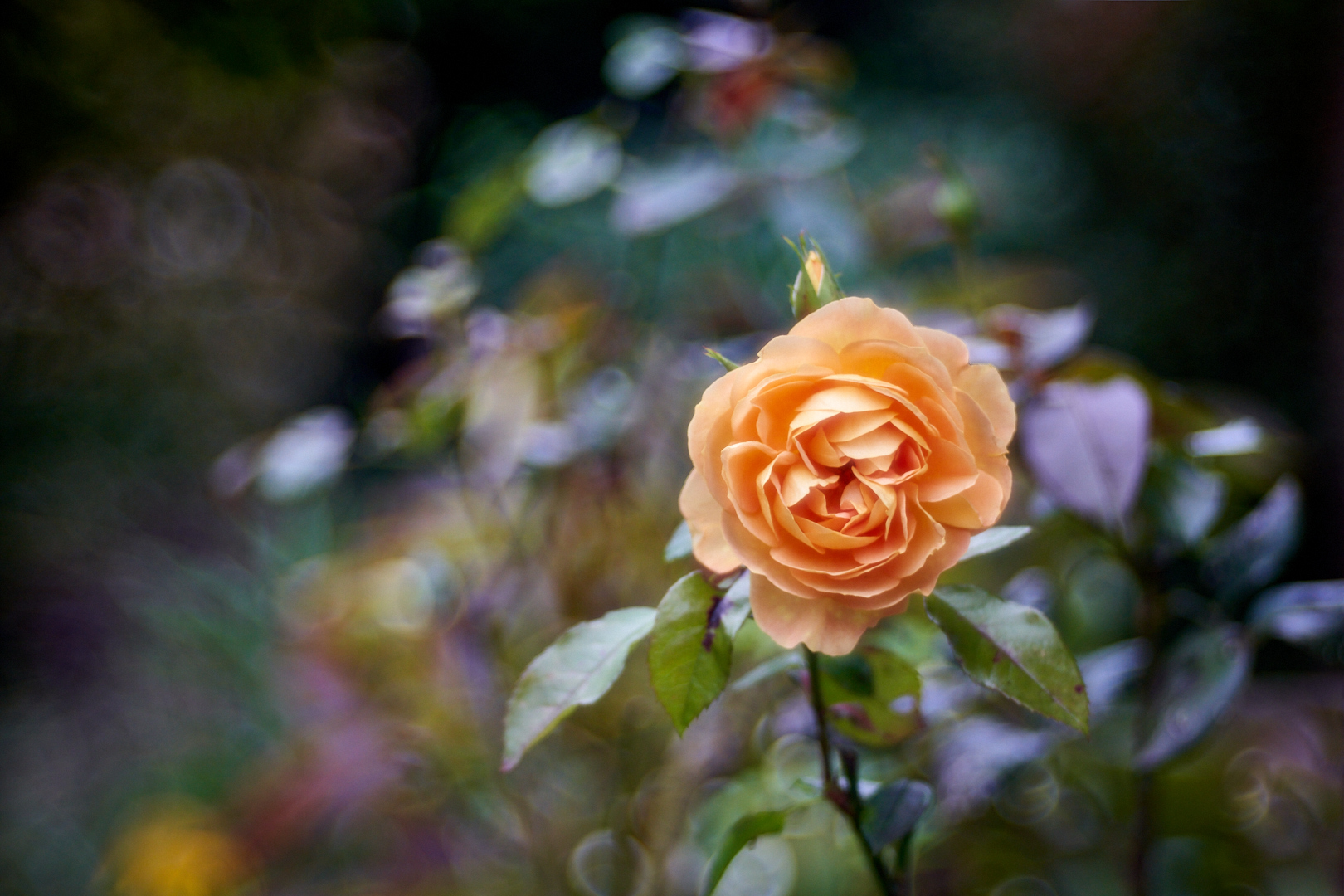 Ein Rosengruß