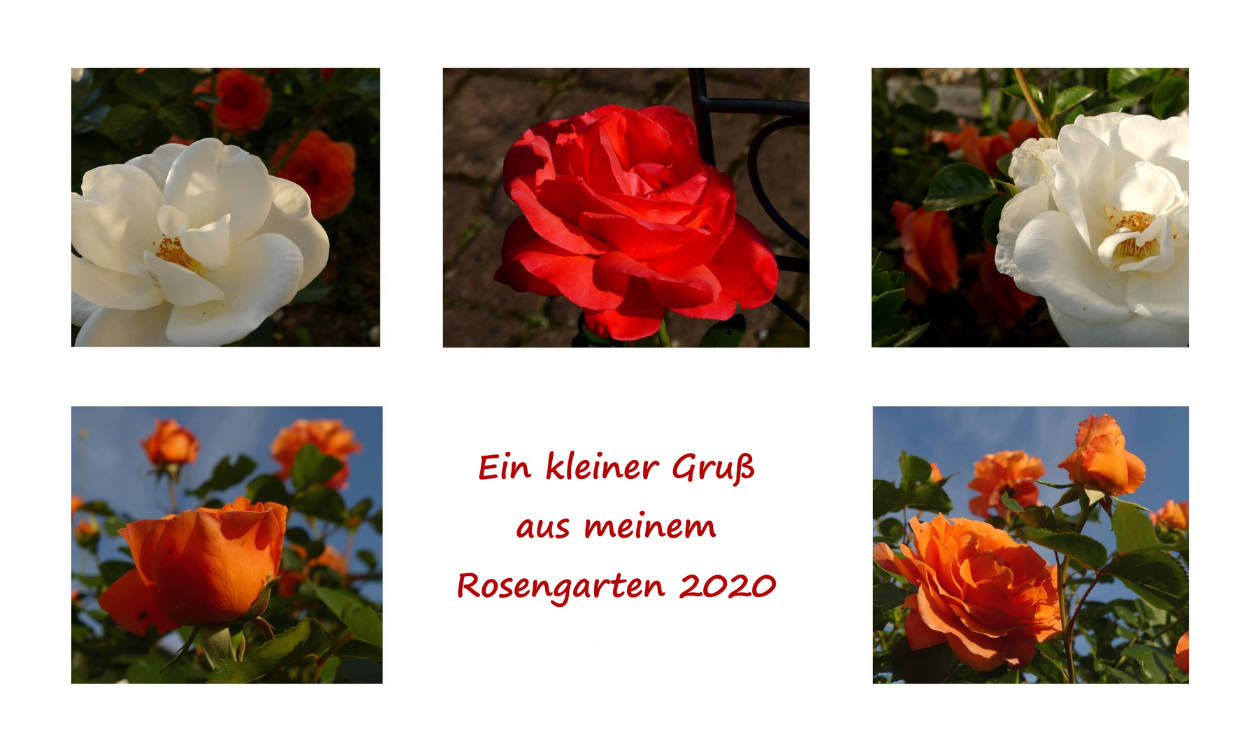 Ein Rosengruß aus meinem Garten