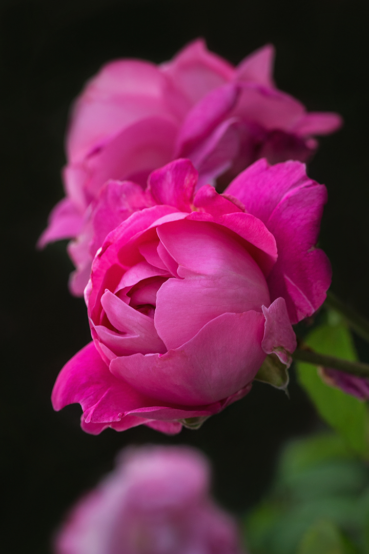 Ein Rosengruß aus meinem Garten...