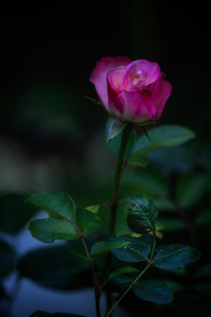 ....ein Rosengruß  aus meinem Garten...