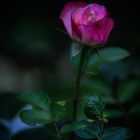 ....ein Rosengruß  aus meinem Garten...