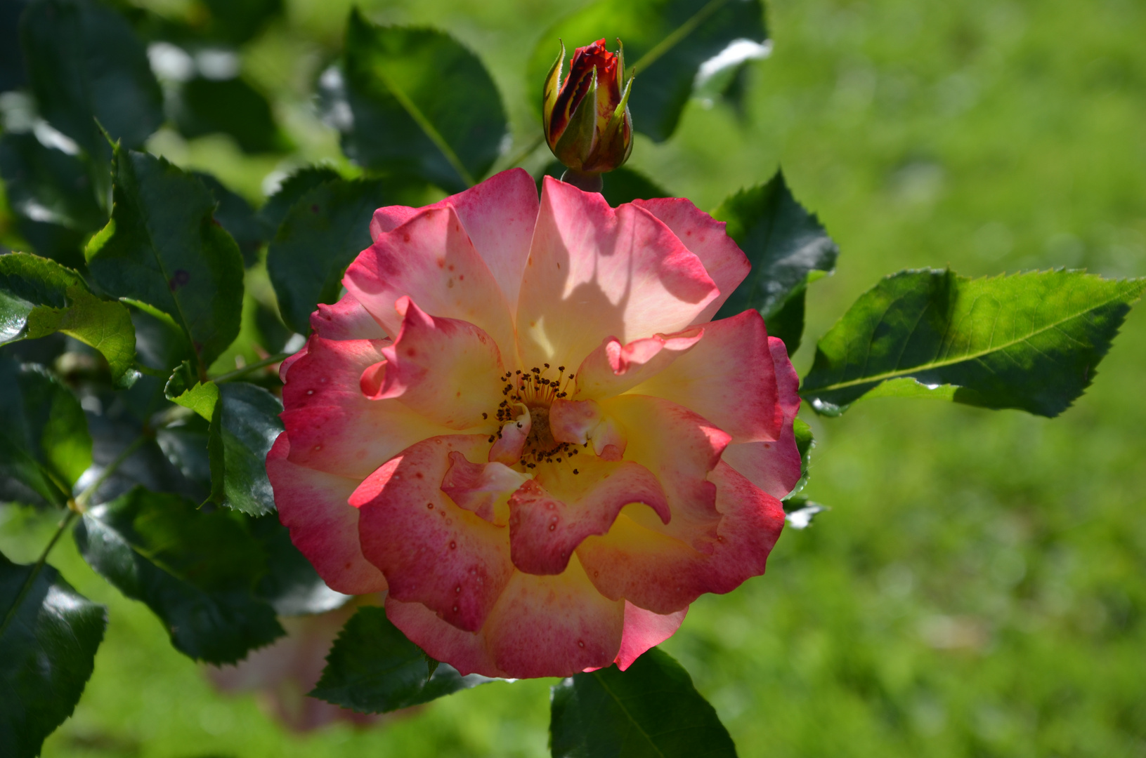 Ein Rosengruß für euch..