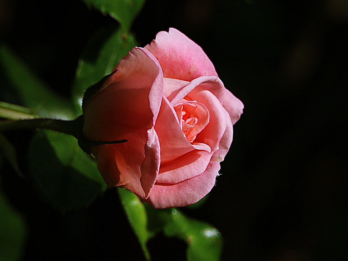 ein Rosengruß zum Wochenende