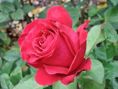 Ein Rosengruß zum Wochenende