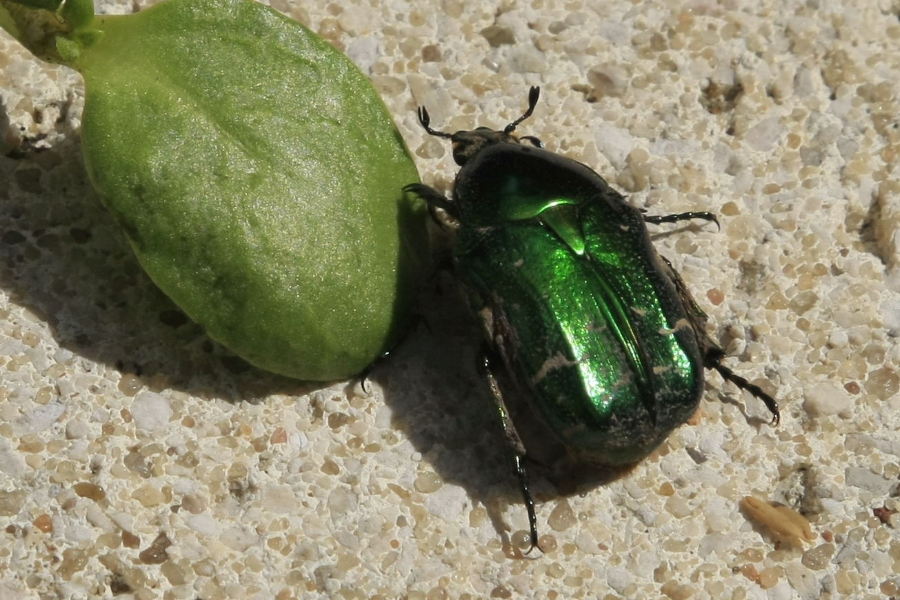 Ein Rosenkäfer