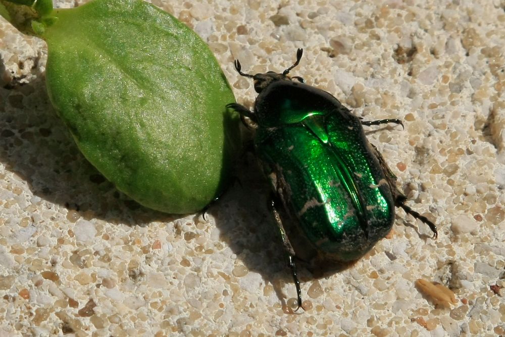 Ein Rosenkäfer