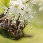 Ein Rosenkäfer auf Futtersuche